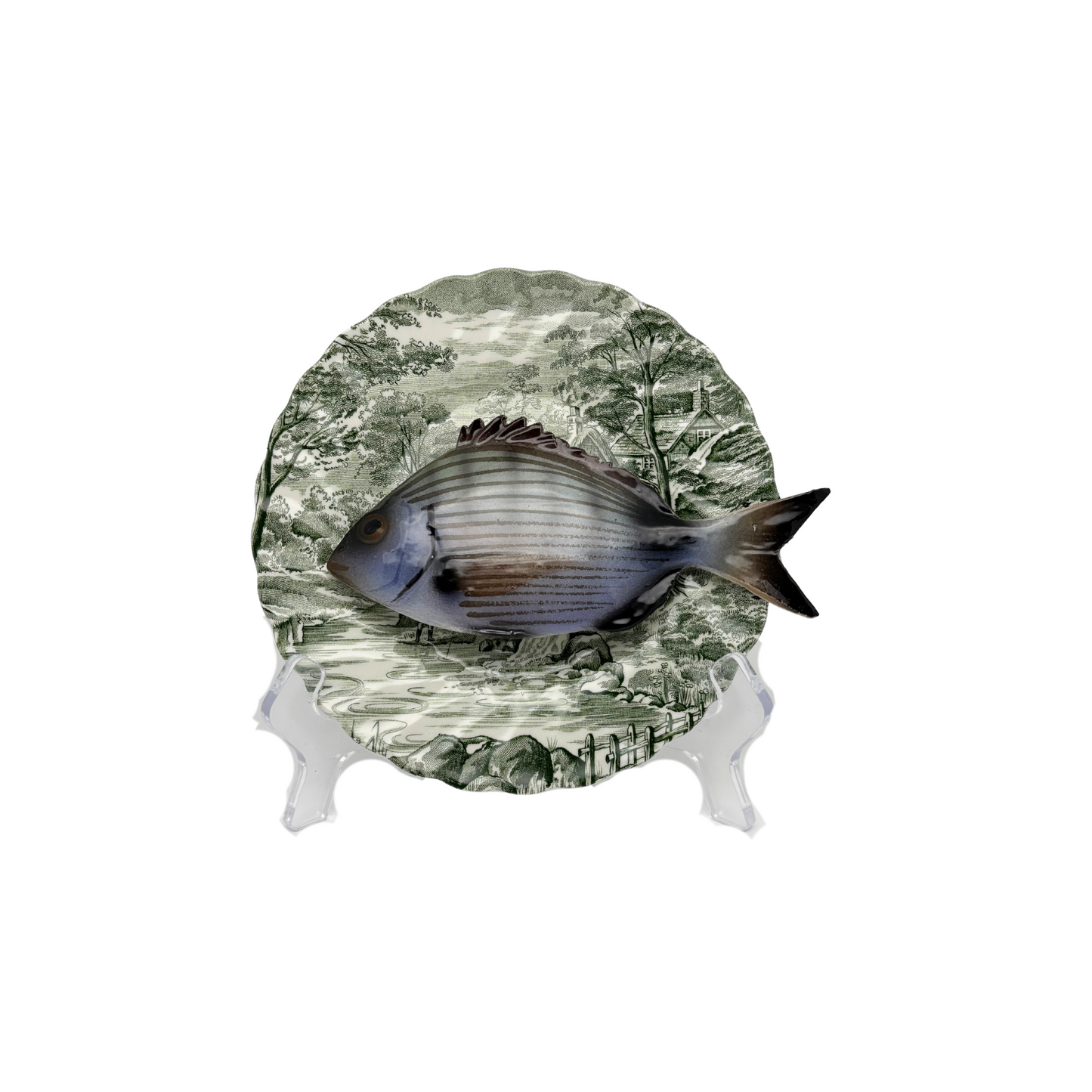 Sarago medio op groen vintage bord, 16 cm rond