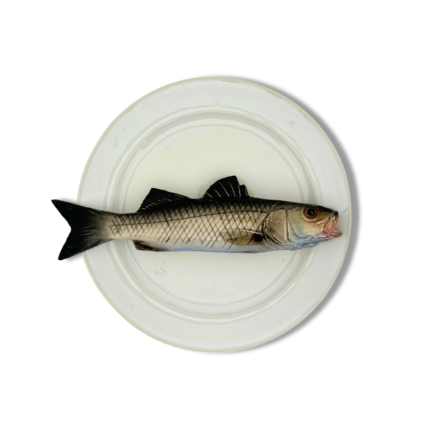 Spigola op wit/crème bord met rand, 24 cm rond