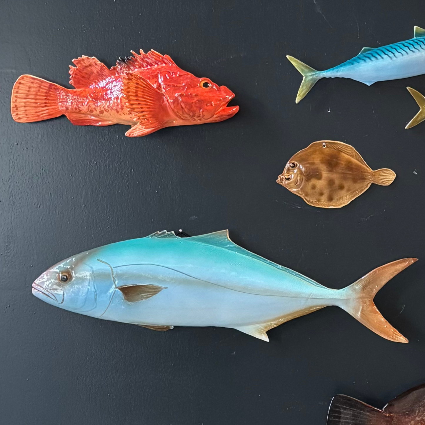 Ricciola 50 cm
