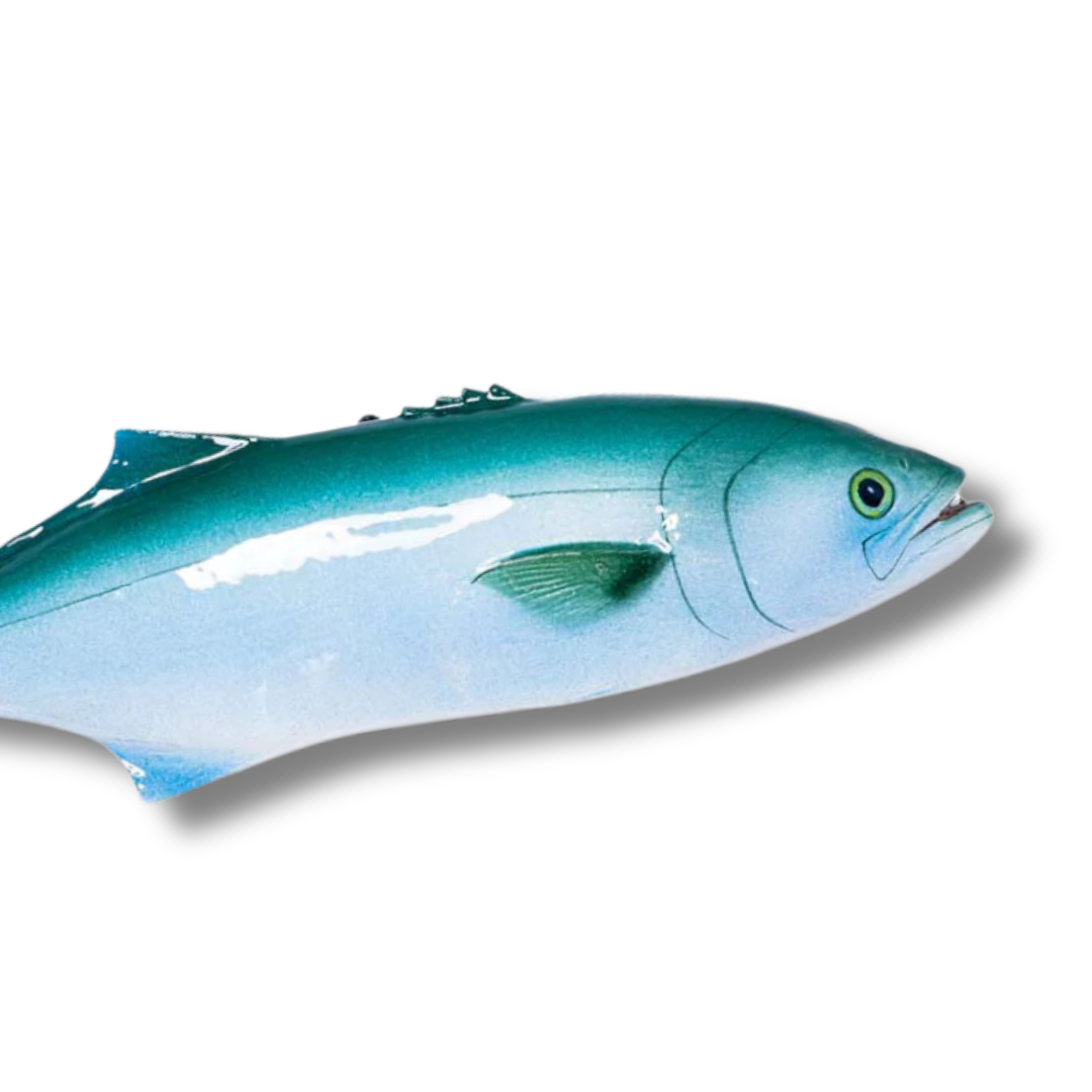 Serra / Bluefish 40 cm