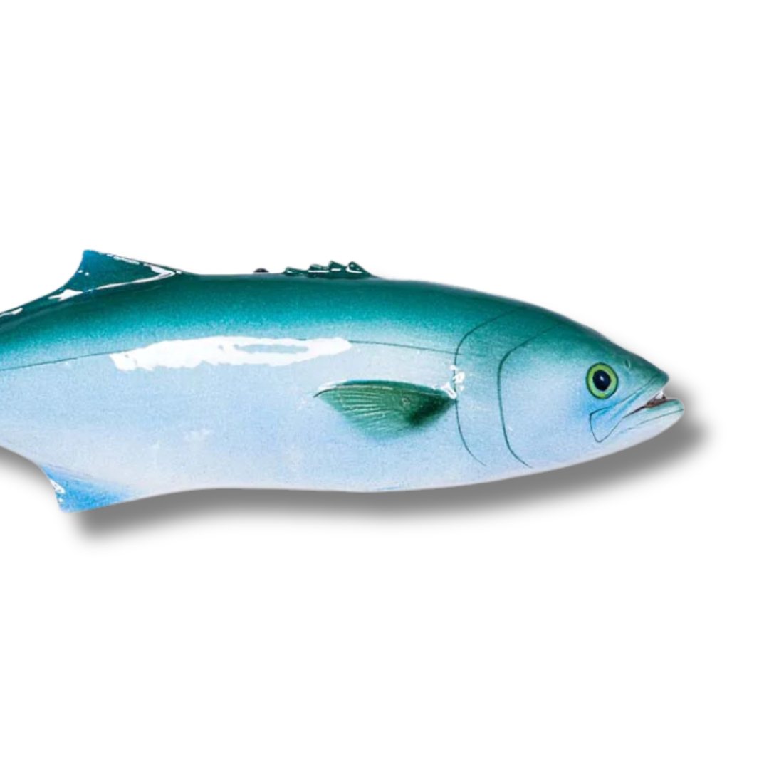 1083 Serra / Bluefish 40 cm
