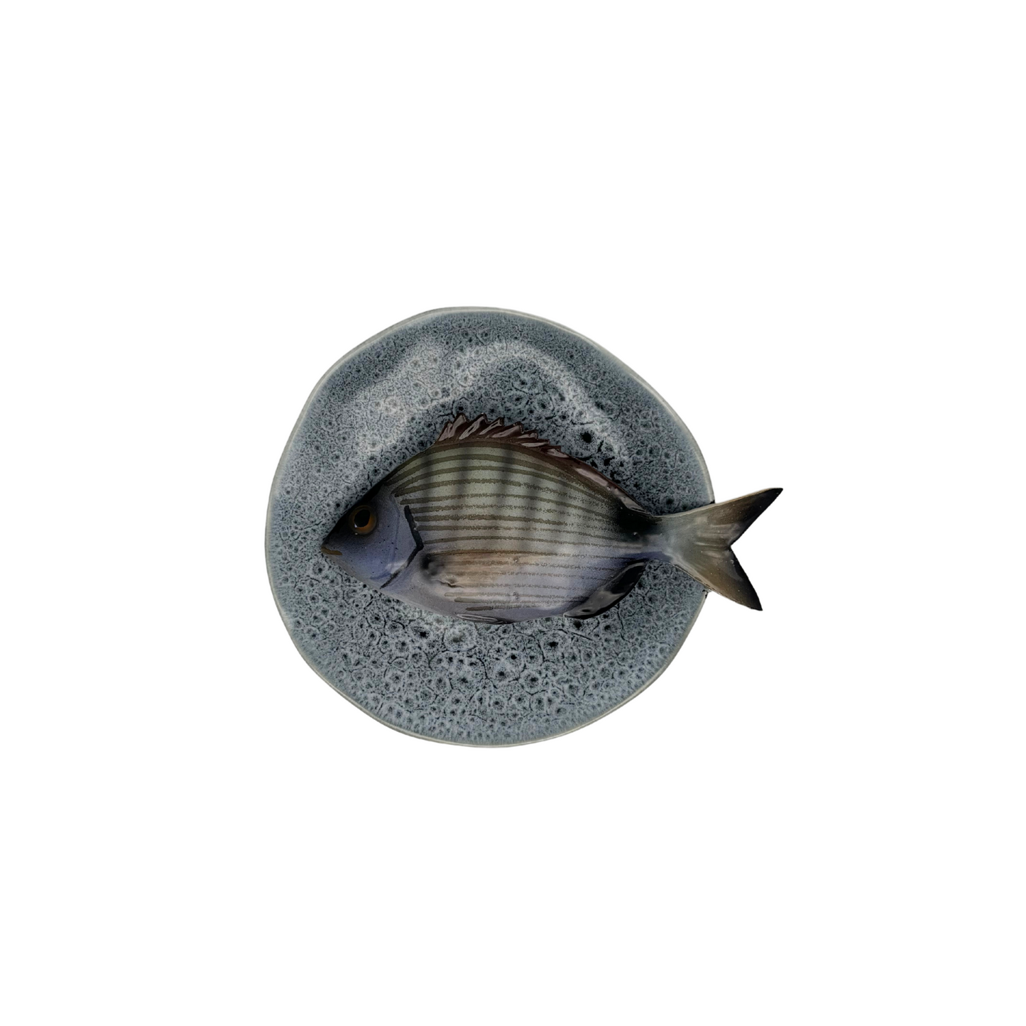 Sarago medio op blauw/grijs bewerkt bordje, 15 cm