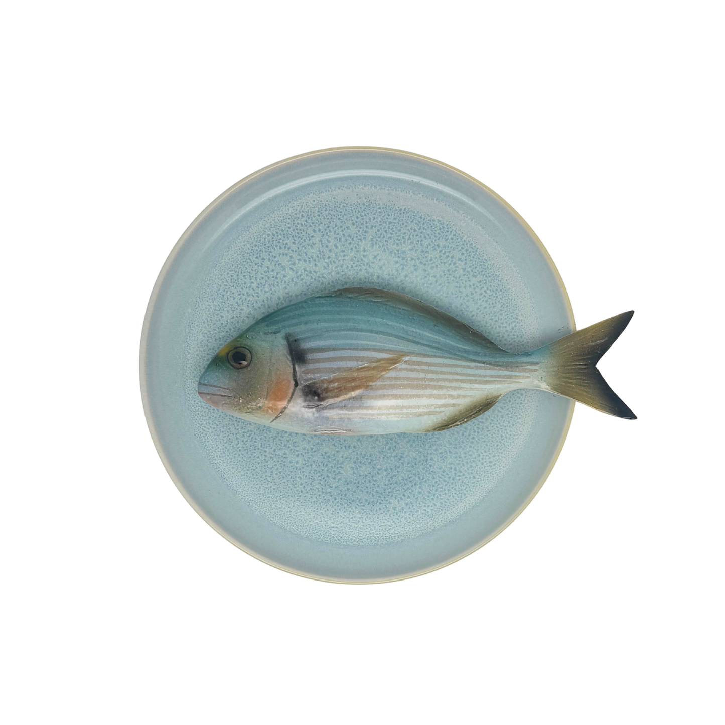 Orata op licht blauw bord, 21cm