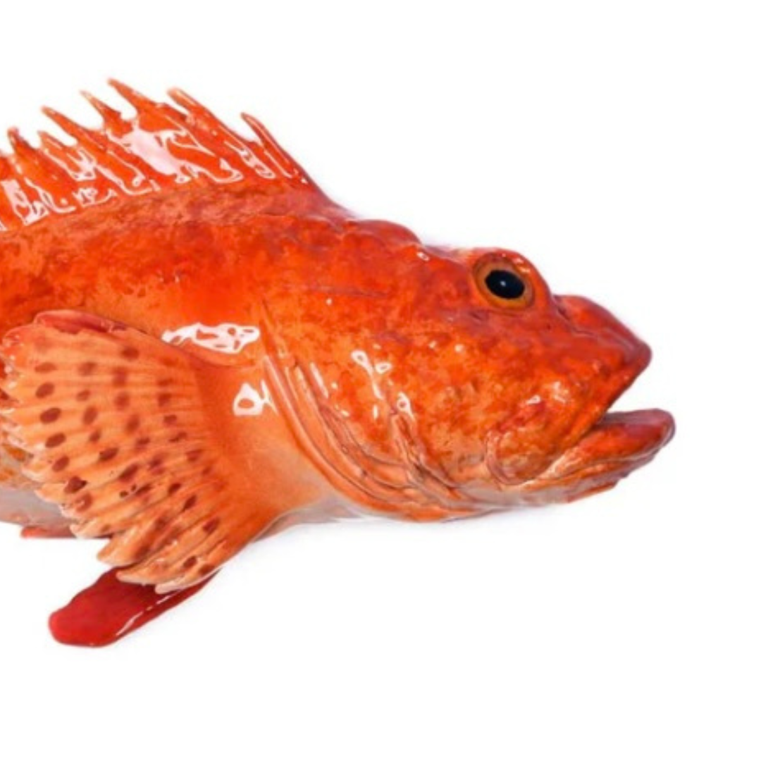 Cipolla 26 cm
