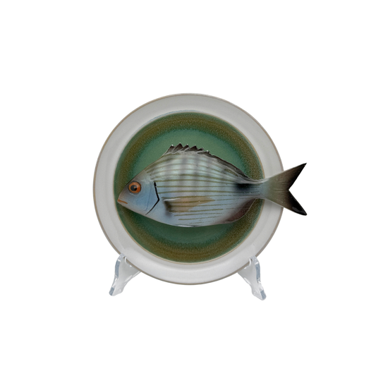 Sarago medio op groen bord met lichte rand, 17 cm