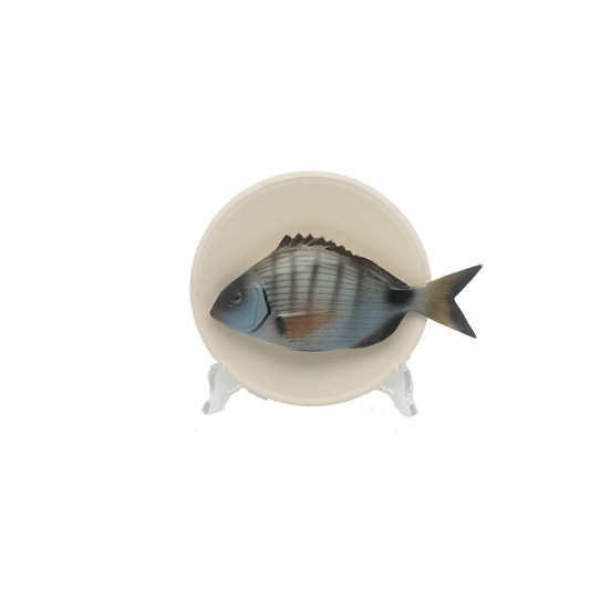Sarago medio op beige bord met lichte rand, 15 cm
