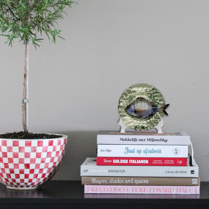 Sarago medio op groen vintage bord, 16 cm rond