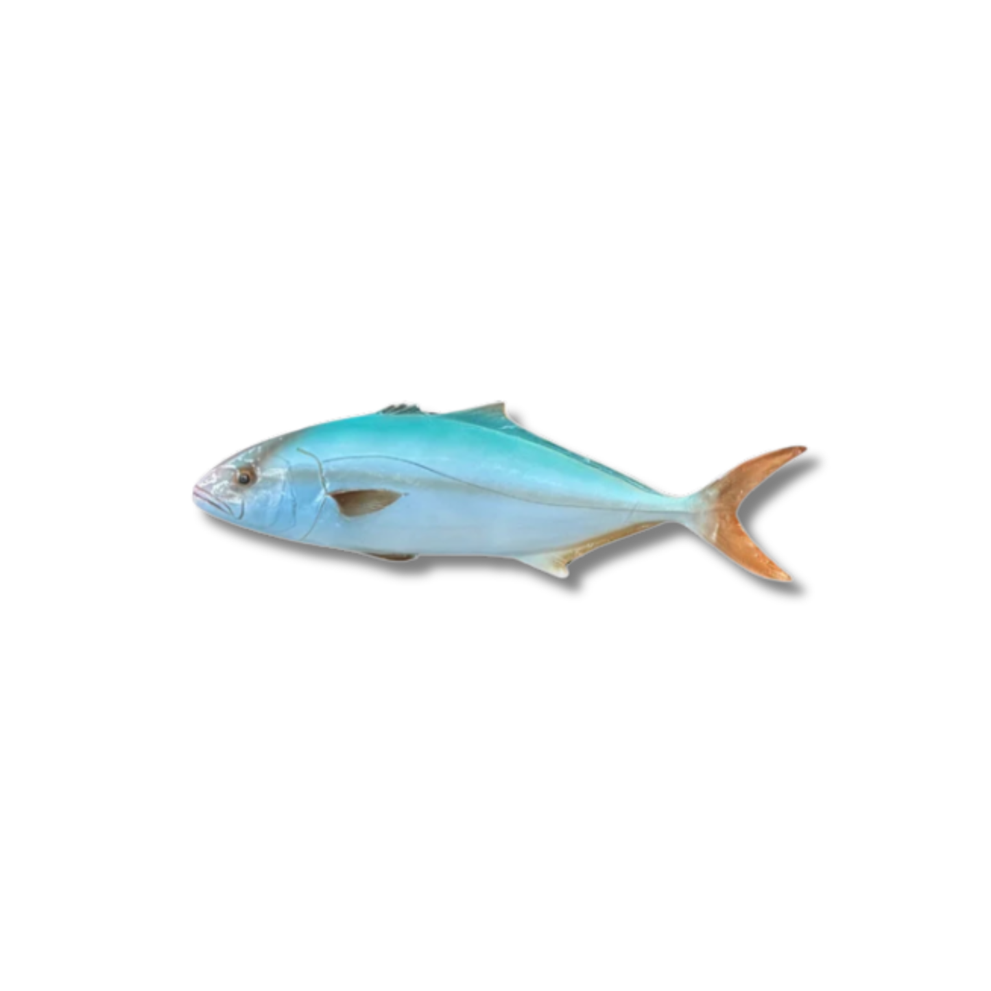 Ricciola 50 cm