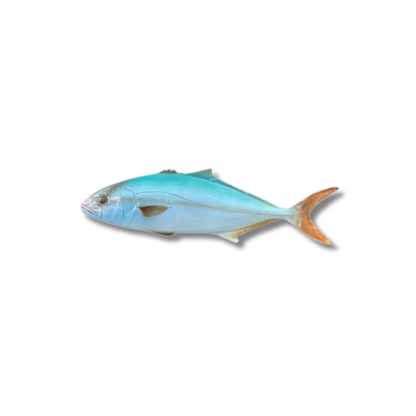 Ricciola 50 cm
