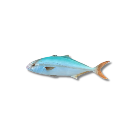 Ricciola 50 cm