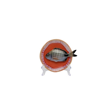 Sarago piccolo op perzikroze bordje met lichte rand, 12 cm rond