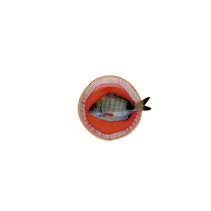 Sarago piccolo op perzikroze bordje met lichte rand, 12 cm rond