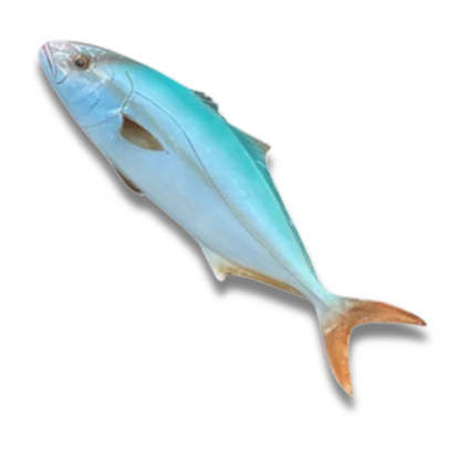 Ricciola 50 cm