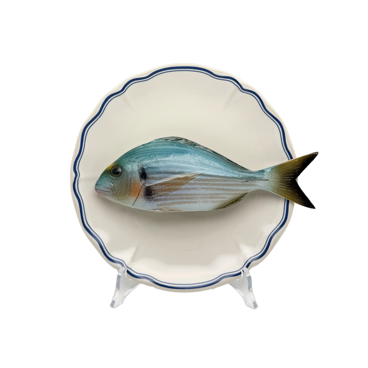 Orata op wit bord met blauwe geschulpte rand 21 cm