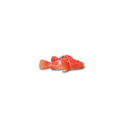 Cipolla 26 cm