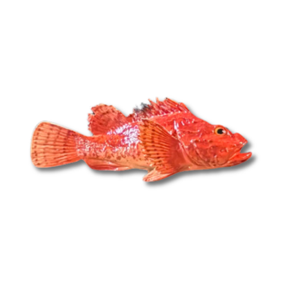 Cipolla 26 cm