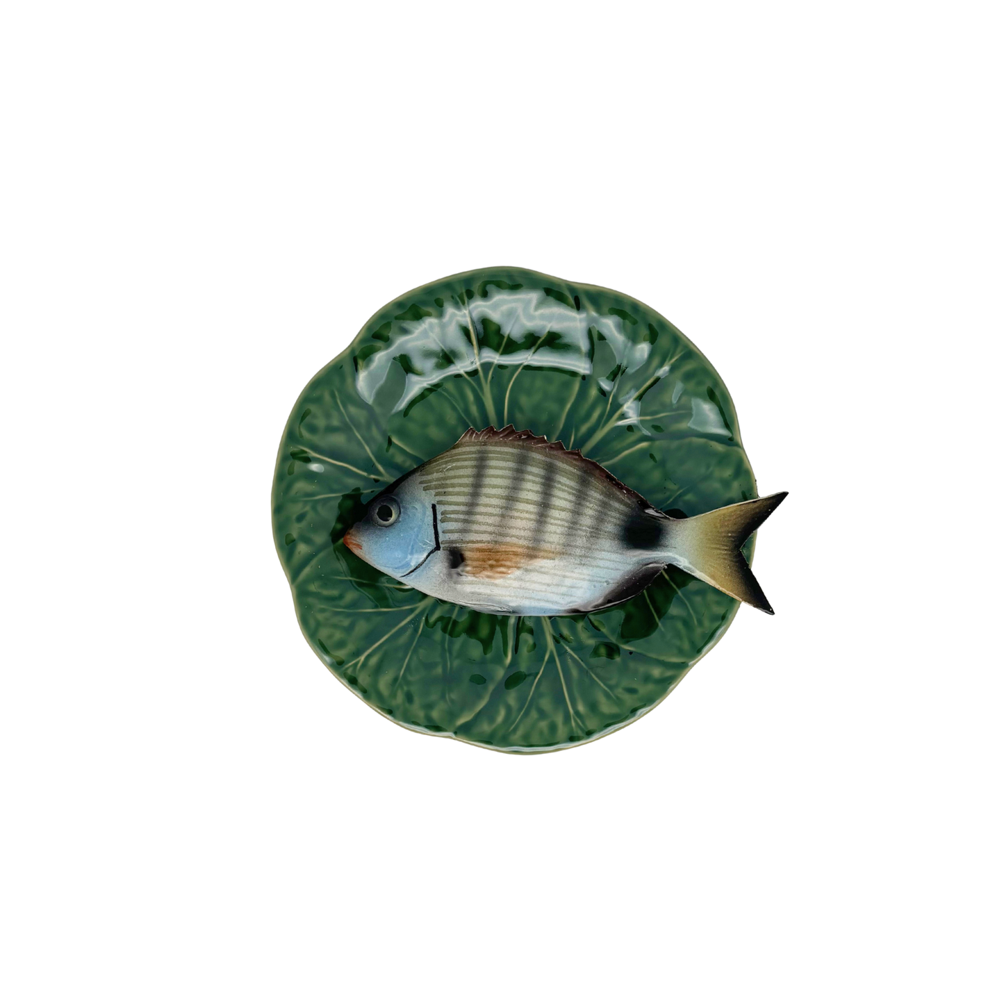 Sarago medio op een groen bladvormig bordje, 20cm