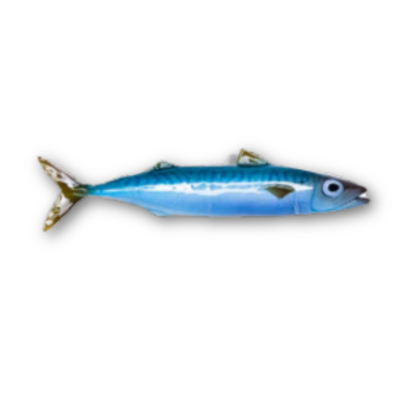 Makreel/Sgombro, 28 cm