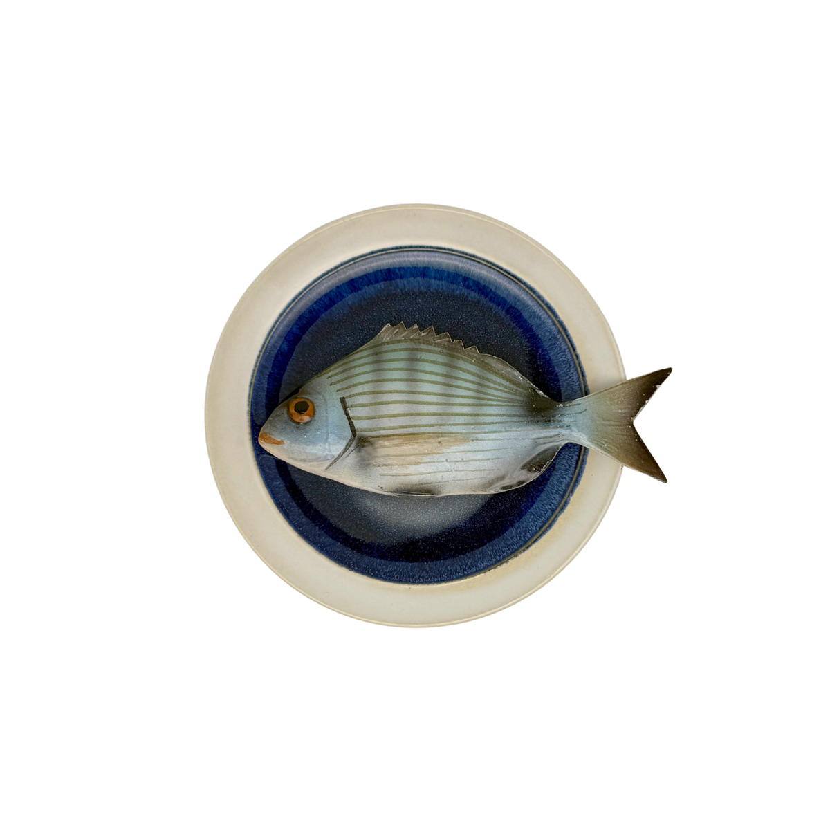 Sarago medio op blauw bord met lichte rand, 17 cm