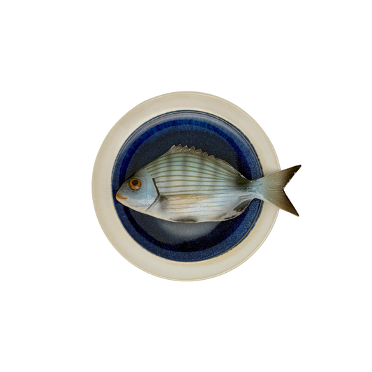 Sarago medio op blauw bord met lichte rand, 17 cm