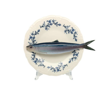 Alaccia/Haring op wit met blauwe details op decoratief bord, 21cm