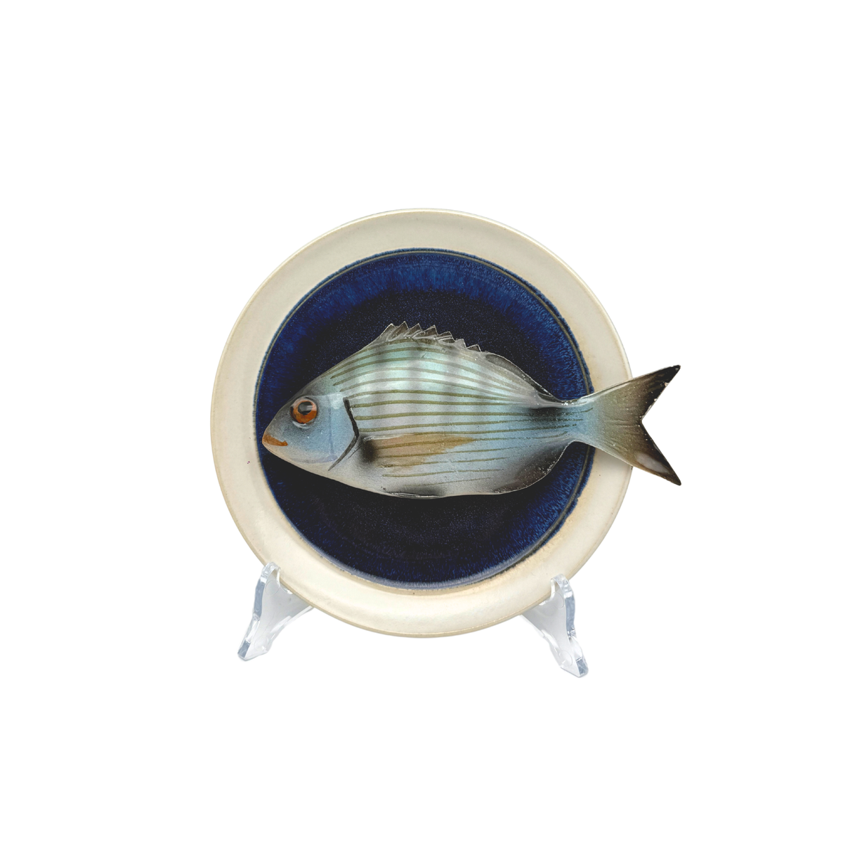 Sarago medio op blauw bord met lichte rand, 17 cm