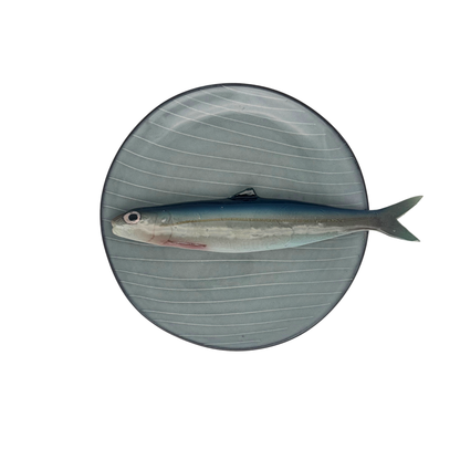 Alaccia/Haring op grijs/blauw krijtstreep bord, 20 cm