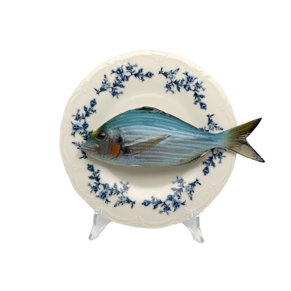 Orata op wit met blauwe details op decoratief bord, 21 cm