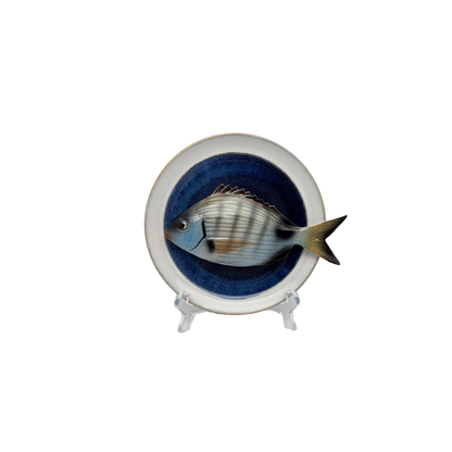 Sarago medio op blauw bord met lichte rand, 17 cm