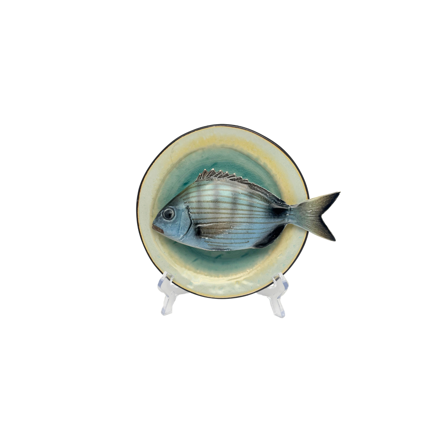 Sarago medio op blauw/groen bewerkt bord, 15cm