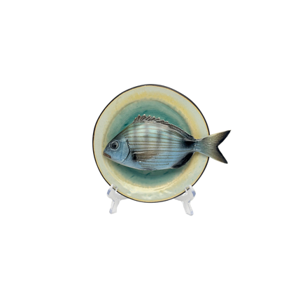 Sarago medio op blauw/groen bewerkt bord, 15cm