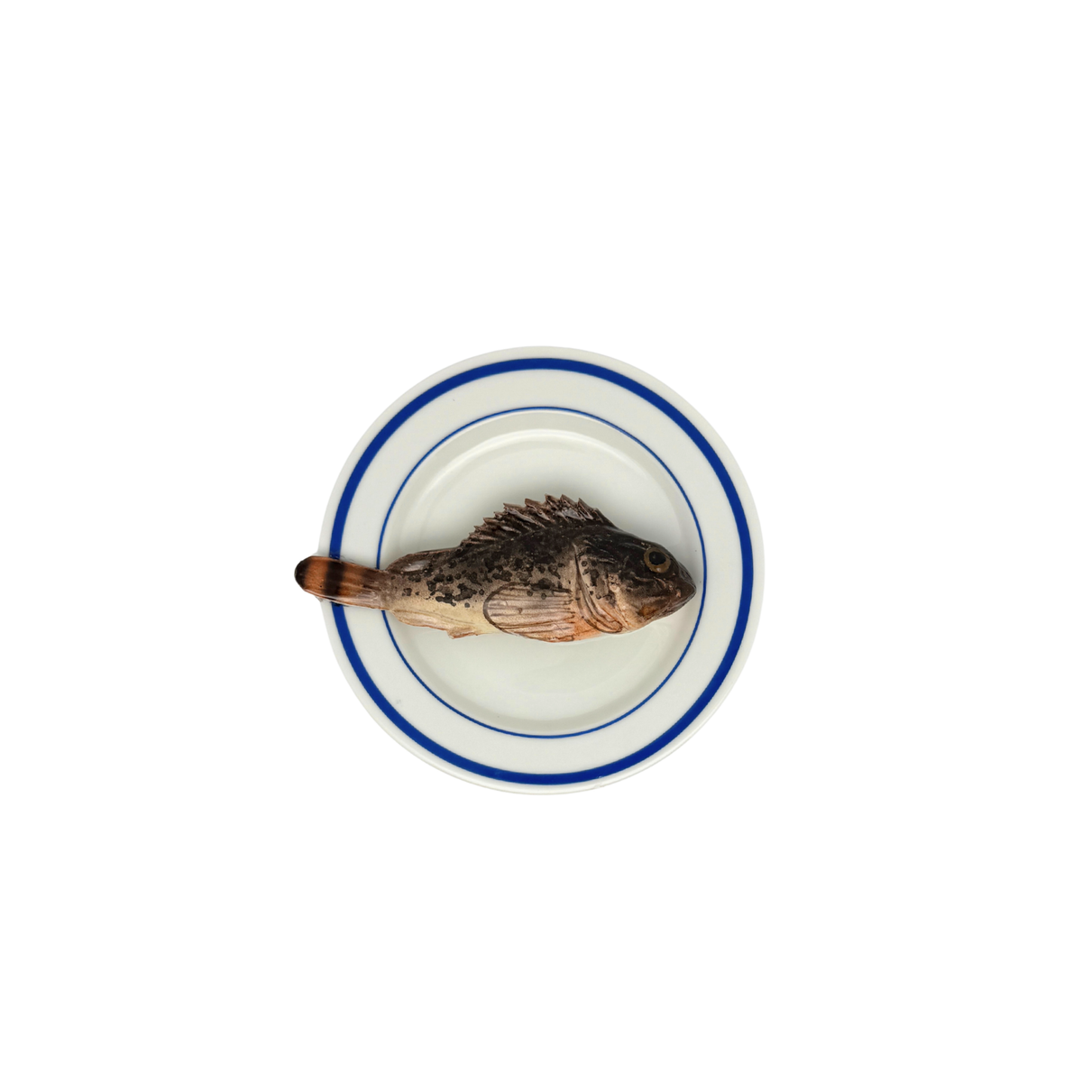 Scorfano Marrone op wit bord met dubbele blauwe rand, bord 15 cm