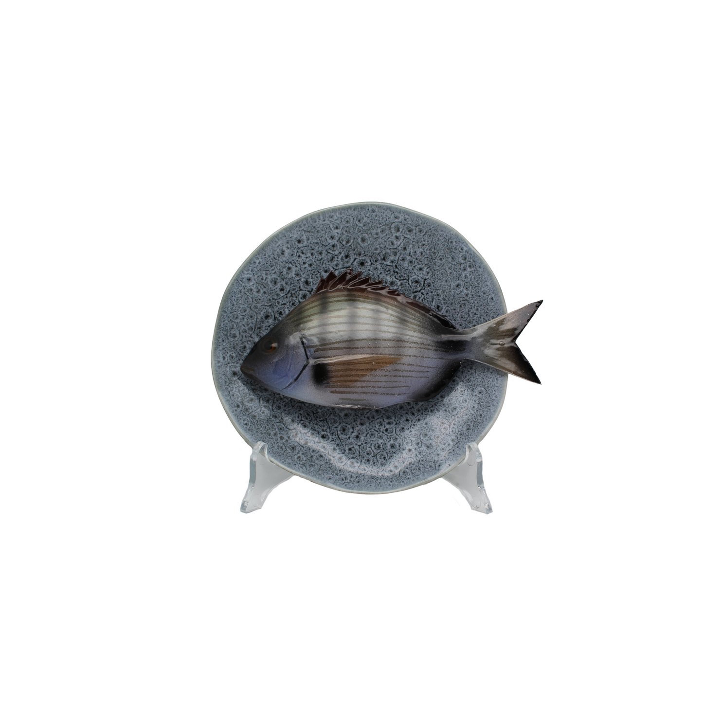 Sarago medio op blauw/grijs bewerkt bordje, 15 cm