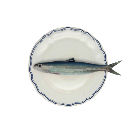 Alaccia/Haring  op wit bord met blauwe geschulpte rand 21 cm (kopie)
