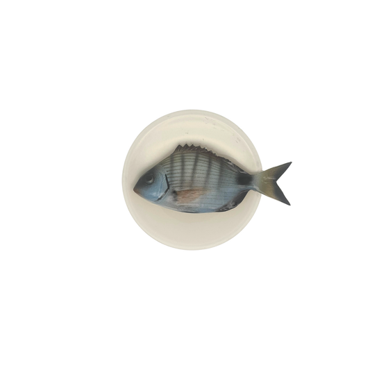 Sarago medio op beige bord met lichte rand, 15 cm