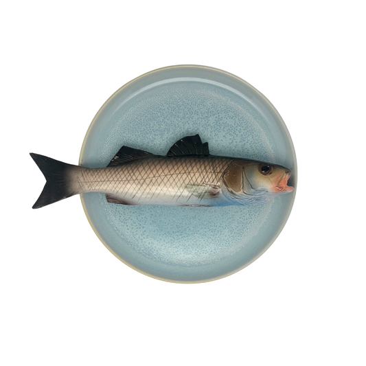 Spigola op een licht blauw bord, 21 cm