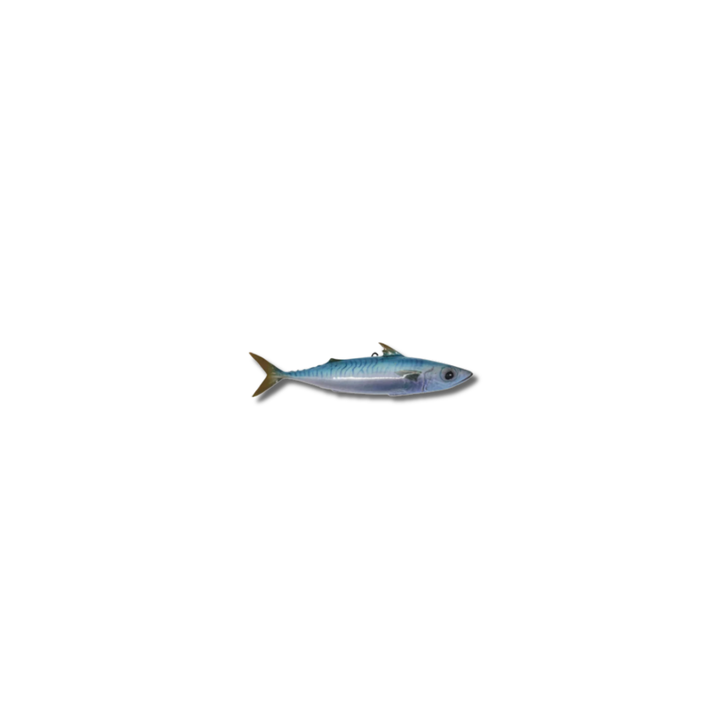 Makreel/Tombarello, 26 cm