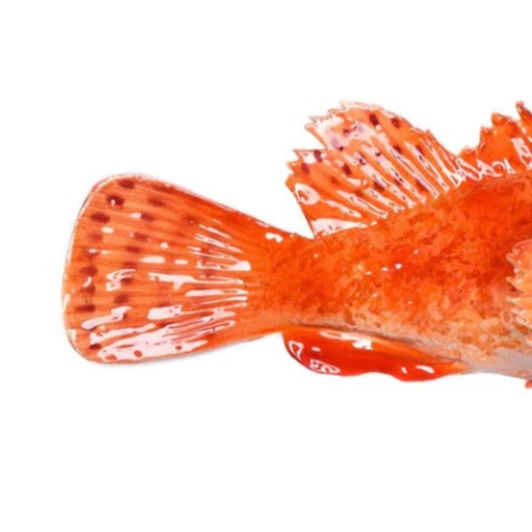 Cipolla 26 cm