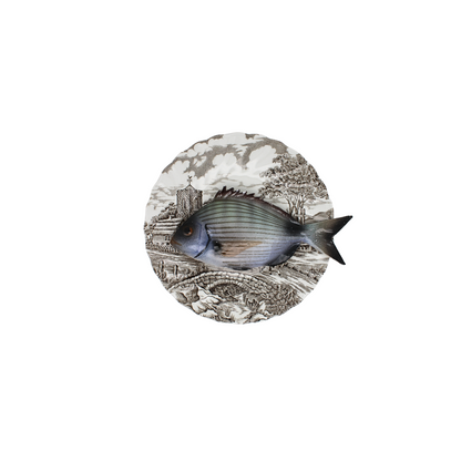 Sarago medio op donker bruin vintage bord, 16 cm rond