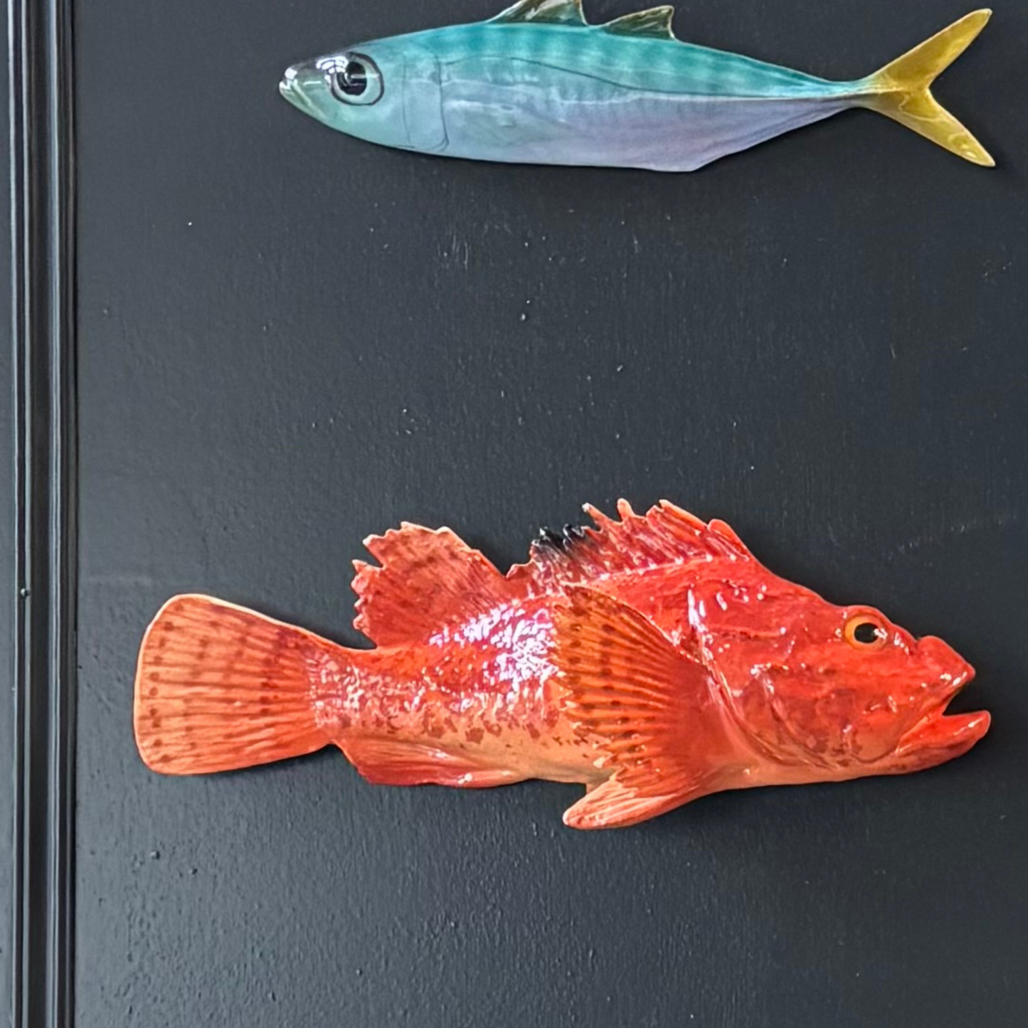 Cipolla 26 cm