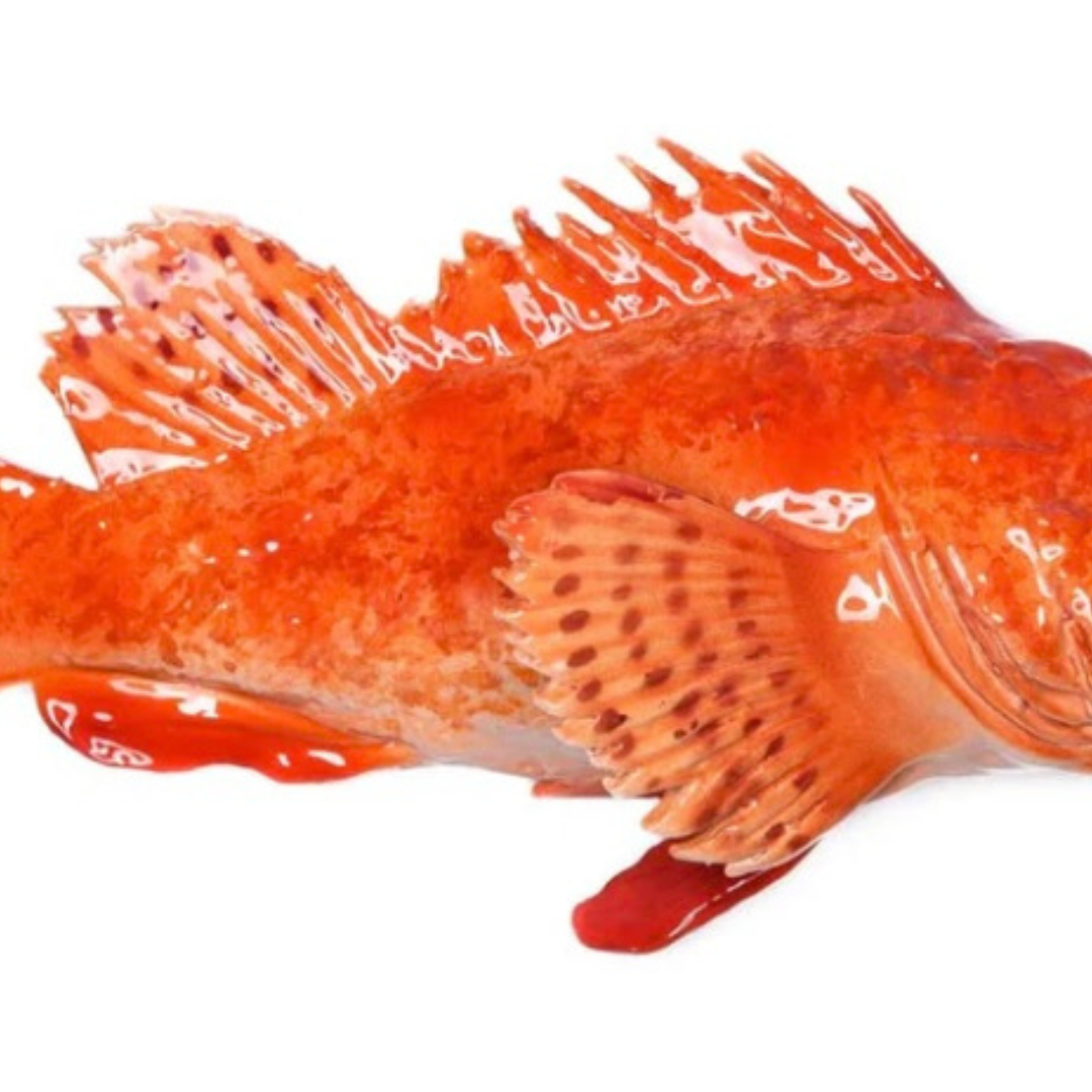 Cipolla 26 cm