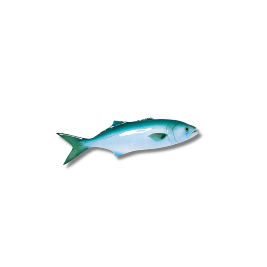Serra / Bluefish 40 cm