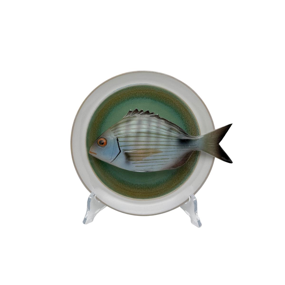 Sarago medio op groen bord met lichte rand, 17 cm