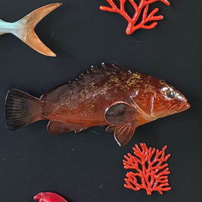 Cernia / Tandbaars 38 cm