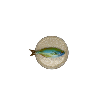 Salpa piccolo, bord zandkleur rond 12cm