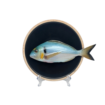 Orata op mat zwart bord met lichte rand, 20 cm