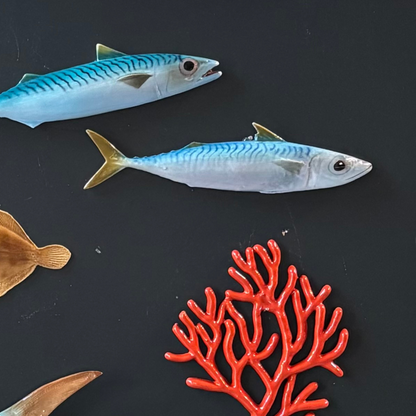 Makreel/Tombarello, 26 cm