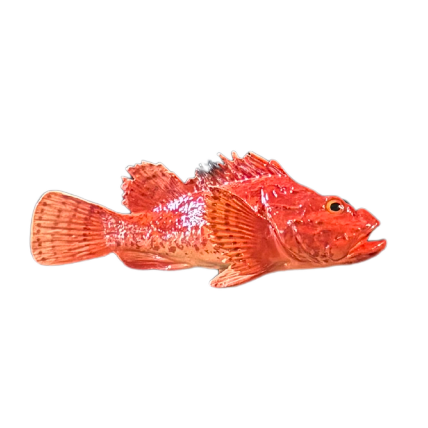 Cipolla 26 cm