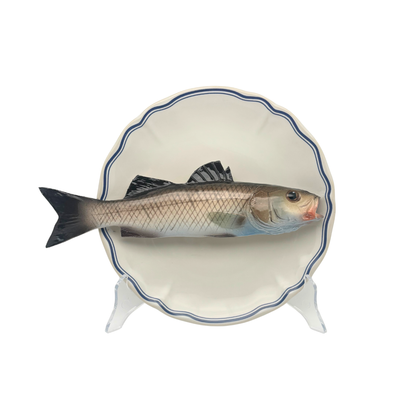 Spigola op wit bord met blauwe geschulpte rand 21 cm