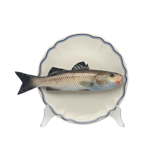 Spigola op wit bord met blauwe geschulpte rand 21 cm